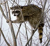 Raccoon_climbing_in_tree_-_Cropped_and_color_corrected.jpg