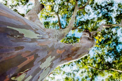 raimbow eucalyptus3.jpg