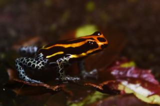 Ranitomeya amazonica.jpg