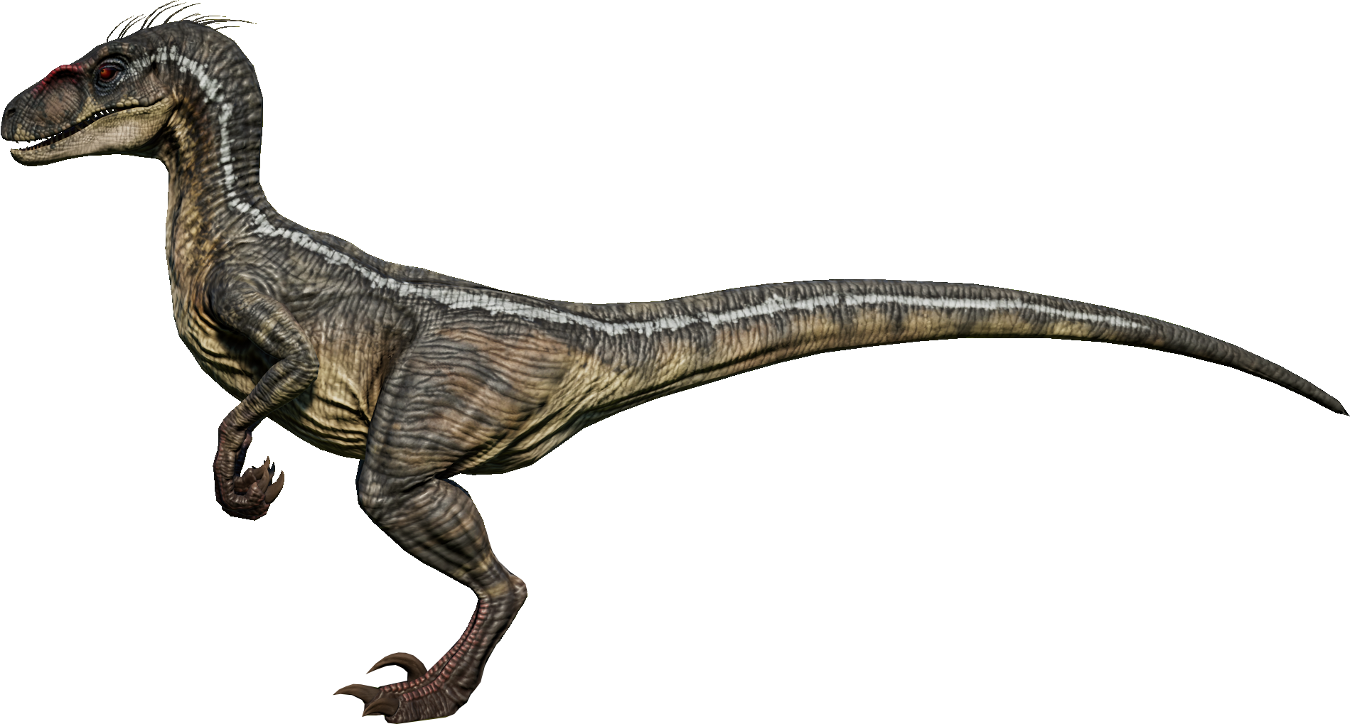 Raptor01M.png
