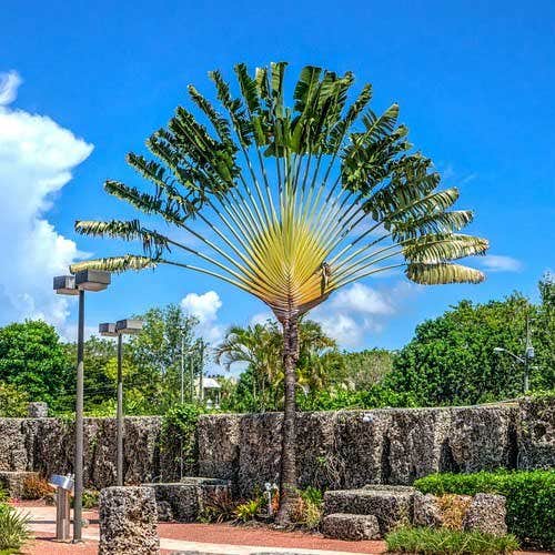 ravenala-coral-castle.jpg
