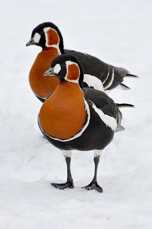 red-breasted-goose-1-531x800-1.jpg