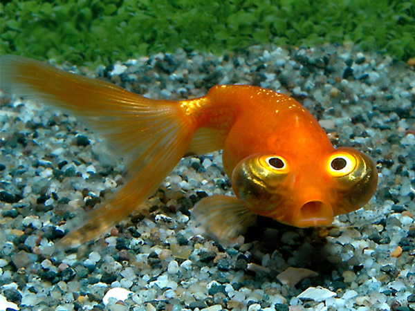Red-Celestial-Eye-Fantail-Goldfish.jpg