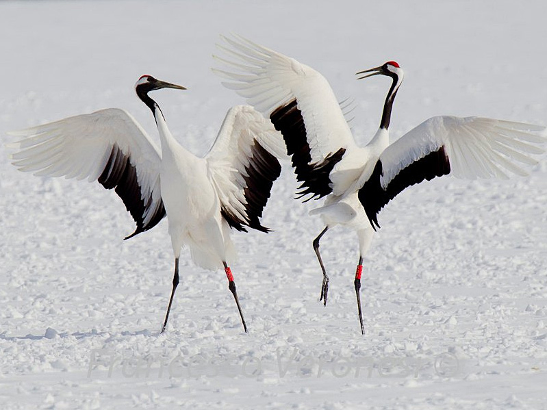 Red-crowned-Cranes-800-Francesco-Veronesi.jpg