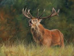 Red Deer.jpg