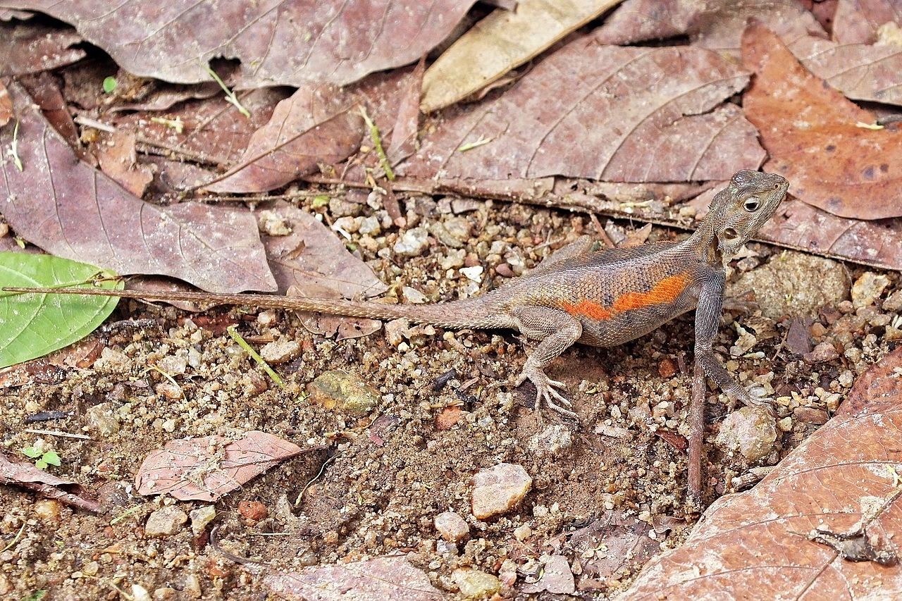 Red-headed_rock_agama_(Agama_agama)_female_2.jpg