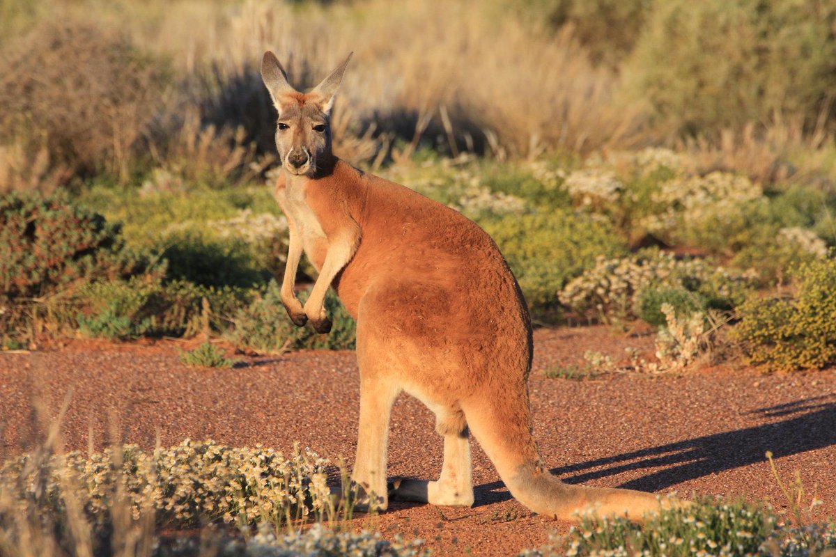 red kangaroo.jpg