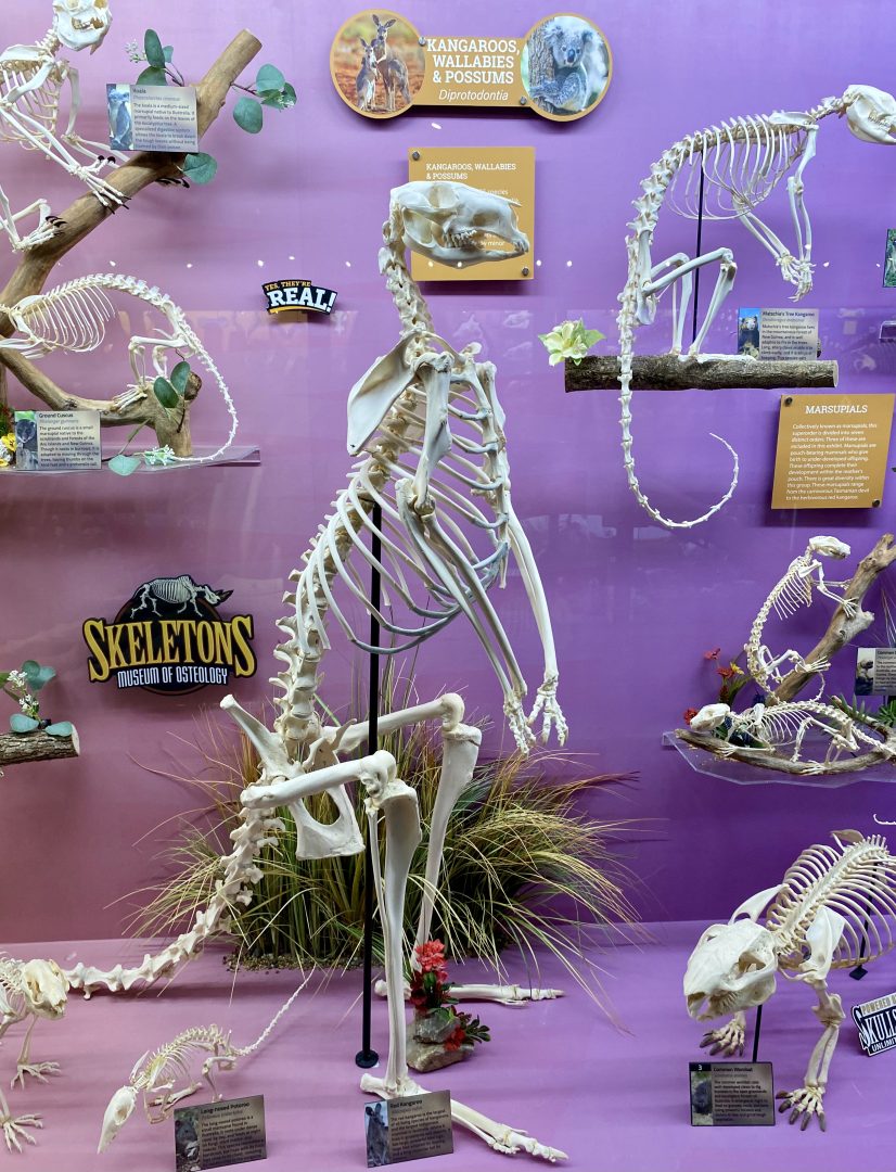 Red-Kangaroo-Skeleton.jpg