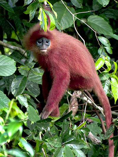 red-leaf-monkey-1_VDR_400x534.jpg