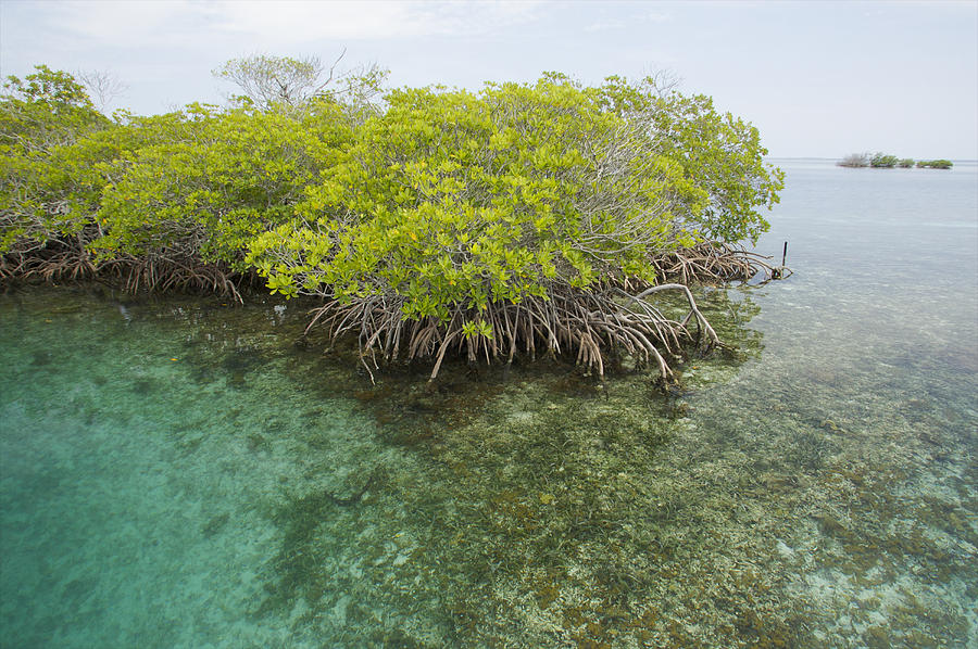 red-mangrove-trees-on-an-offshore-tim-laman.jpg