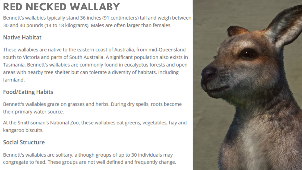 red-necked-wallaby-png.377925