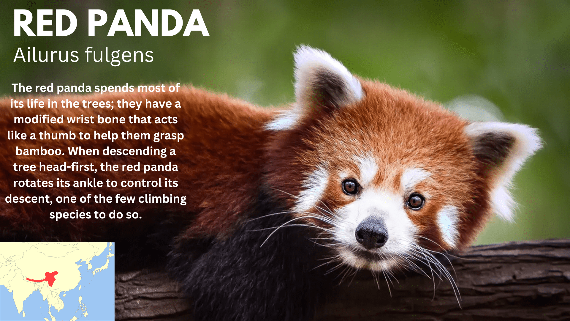 RED PANDA (1).png