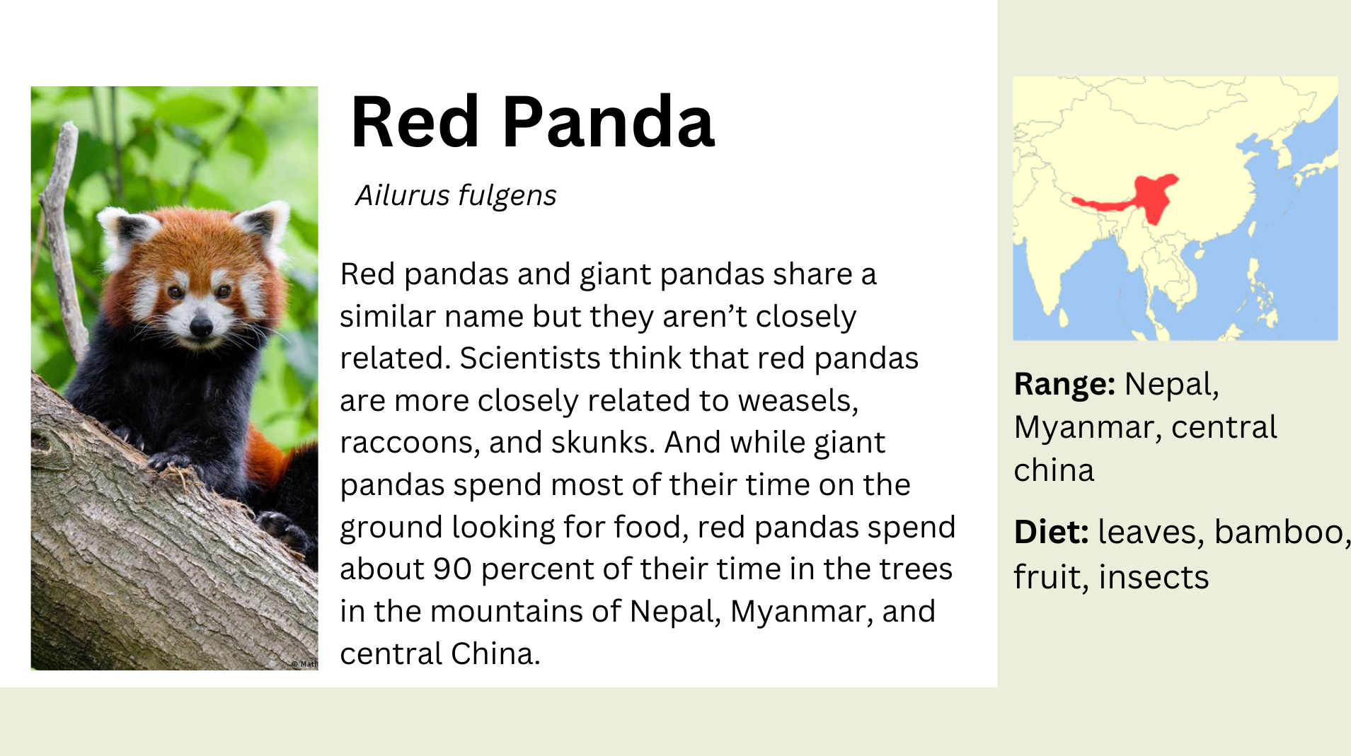 red panda info.png