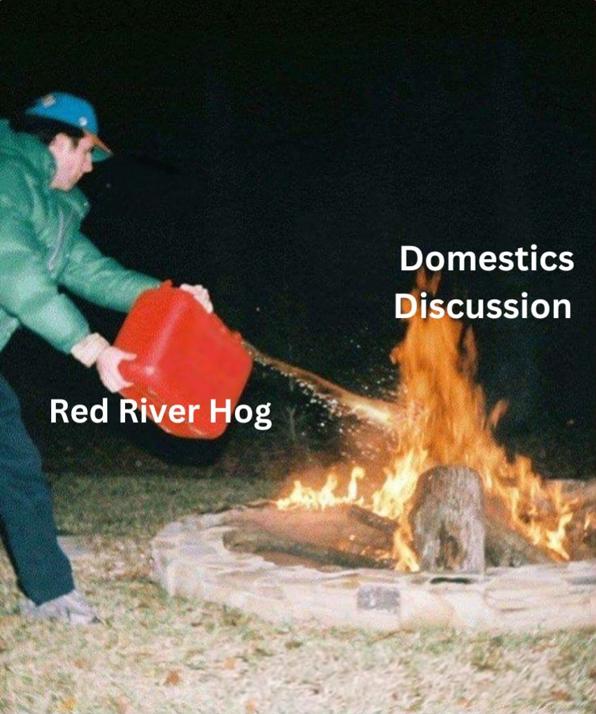 Red River Hog.jpg