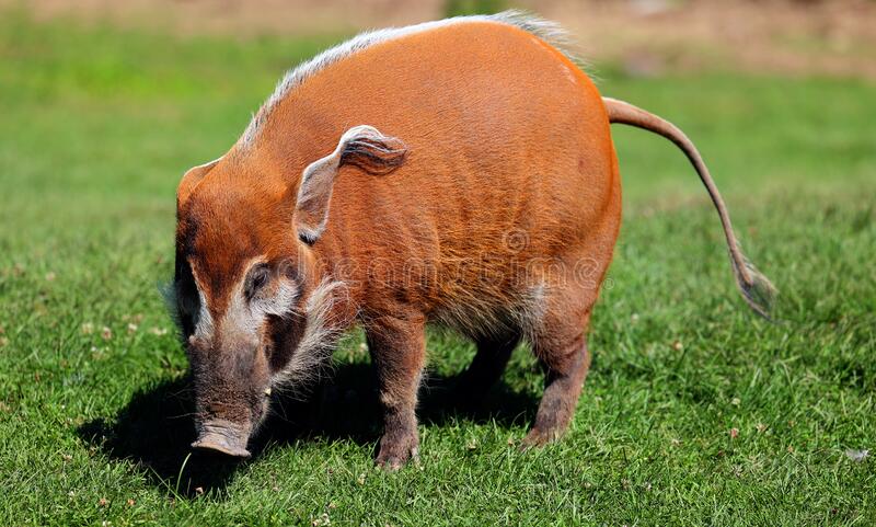 red-river-hog-potamochoerus-porcus-a-procura-de-comida_641010-4401.jpg