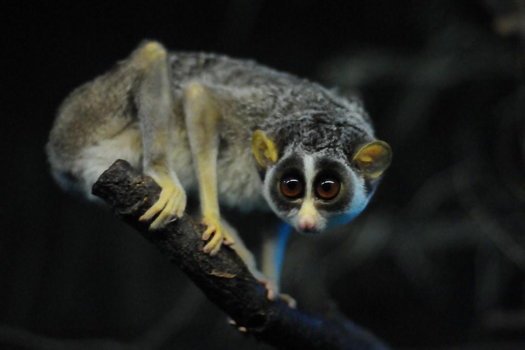 red-slender-loris-flickr-joachim-s-m-ller-cc_orig.jpg