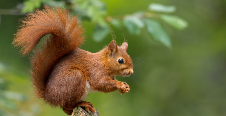 red-squirrel-1.jpg