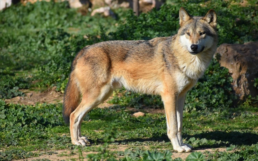 red wolf.jpg