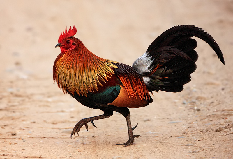 Red_jungle_fowl.png