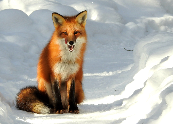 RedFox-Redu1.jpg