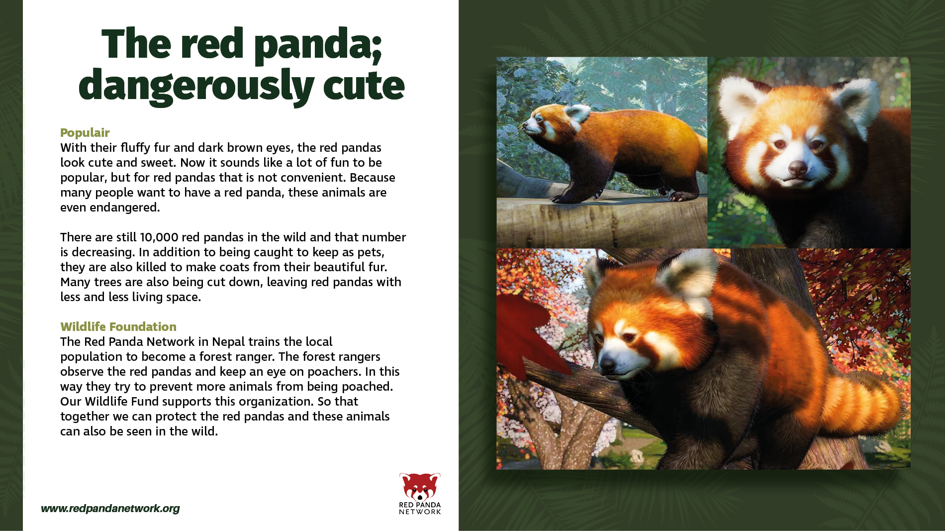 RedPanda_DangerouslyCute.jpg