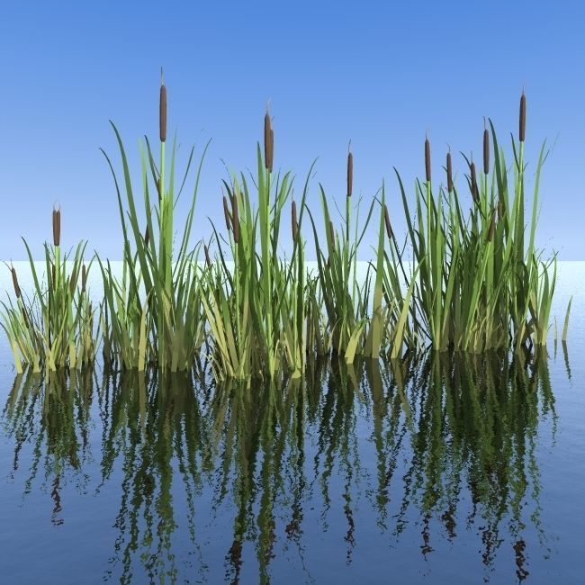 reeds-3d-model-obj-mtl-3ds-fbx-dwg-atl-atla-atlo.jpg