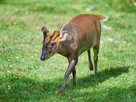 reeves-muntjac.jpg