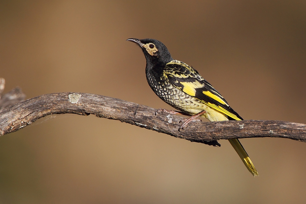 regent_honeyeater_2012_09_09_img_9430.jpg