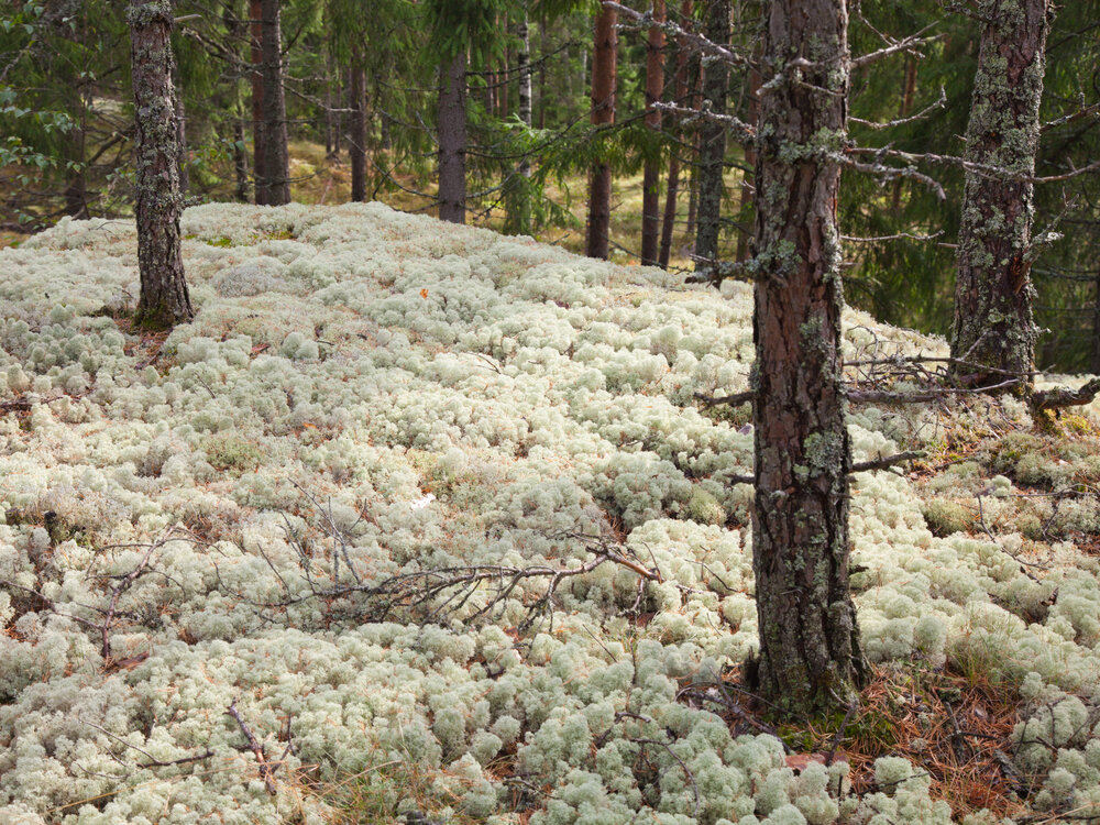 reindeer moss.jpg