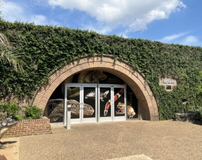 Reptile-House-Blog-403x320.jpg