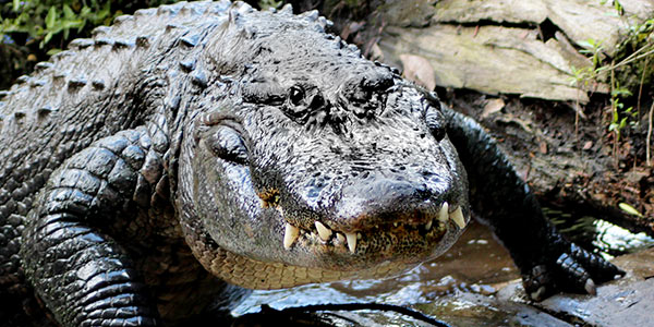 reptile_american-alligator-florida_brian-imparato_600x300.jpg
