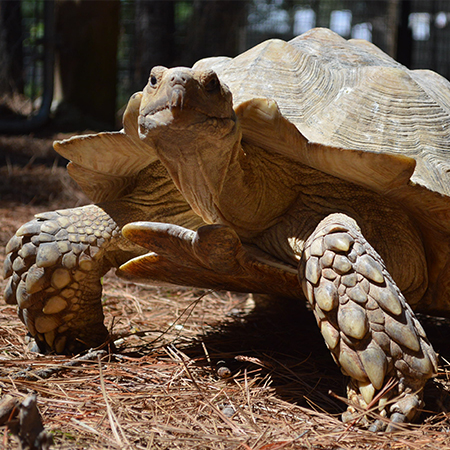Reptiles-African-Spurred-Tortoise.jpg