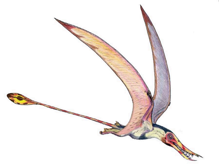 Rhamphorhynchus_DB-1.jpg