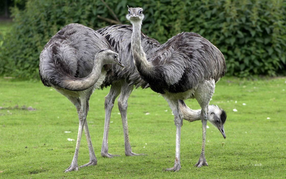 Rhea-bird-2-1120x700.jpg