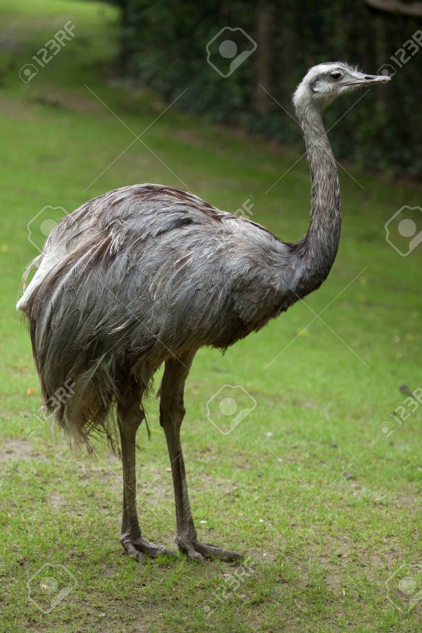 rhea.jpg