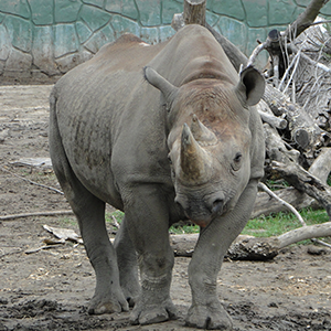 Rhino-page.png