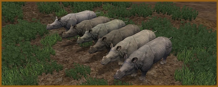 rhino1.jpg