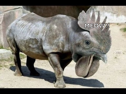 rhinocecat.jpg