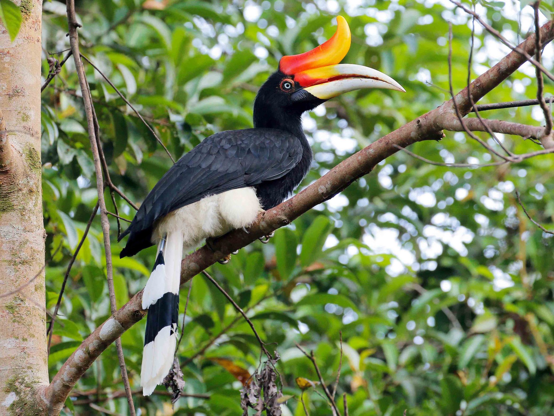 Rhinoceros Hornbill.jpg
