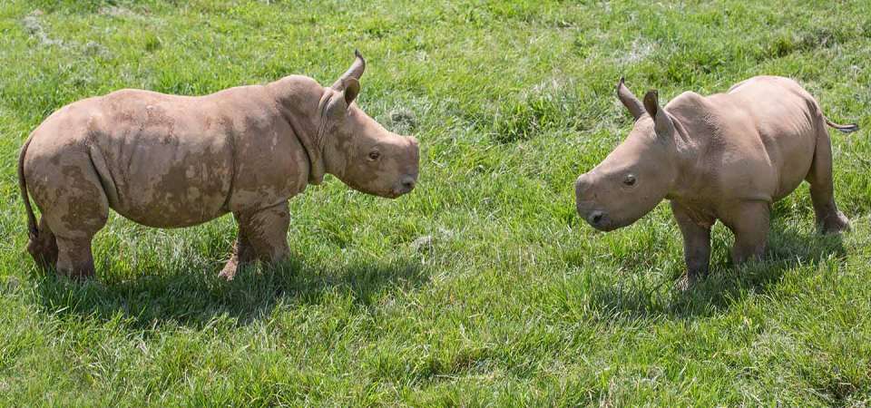 Rhinoceros-Nandi-baby-NCZoo-7962.jpg