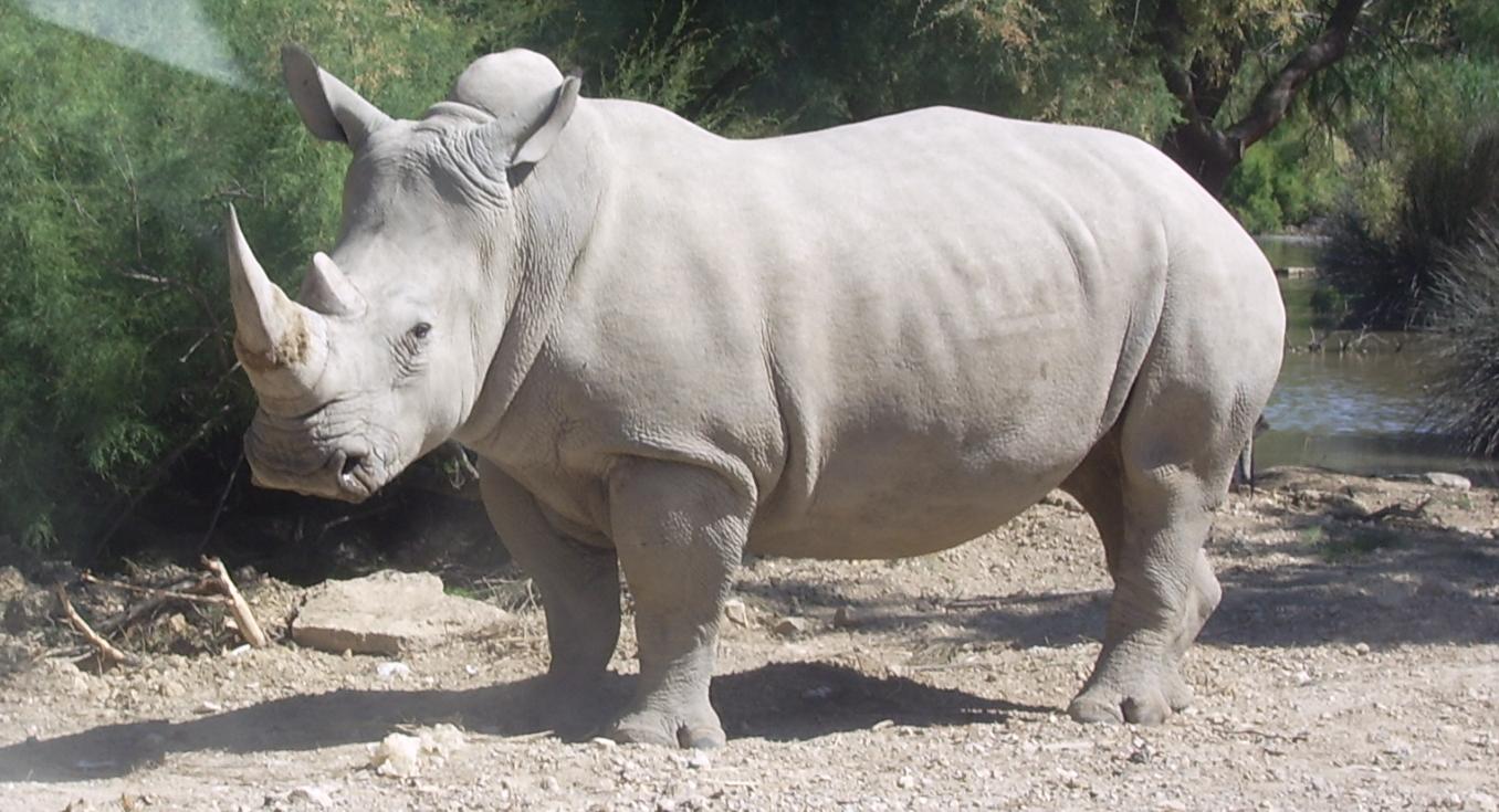 Rhinocéros_blanc_JHE.jpg