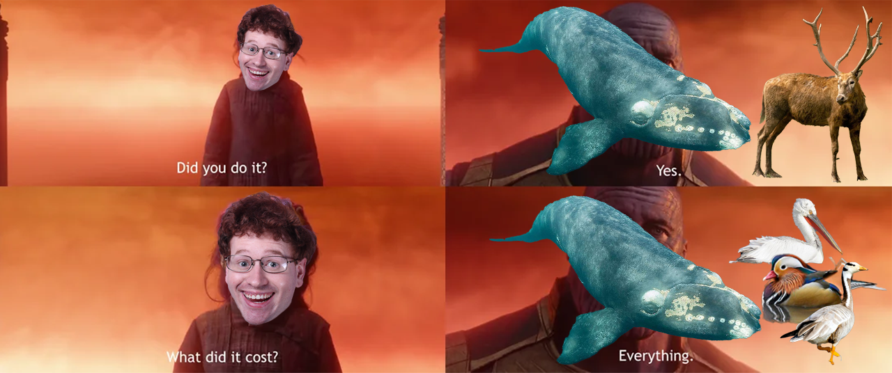 right whale.png
