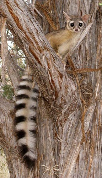 Ringtail.jpg