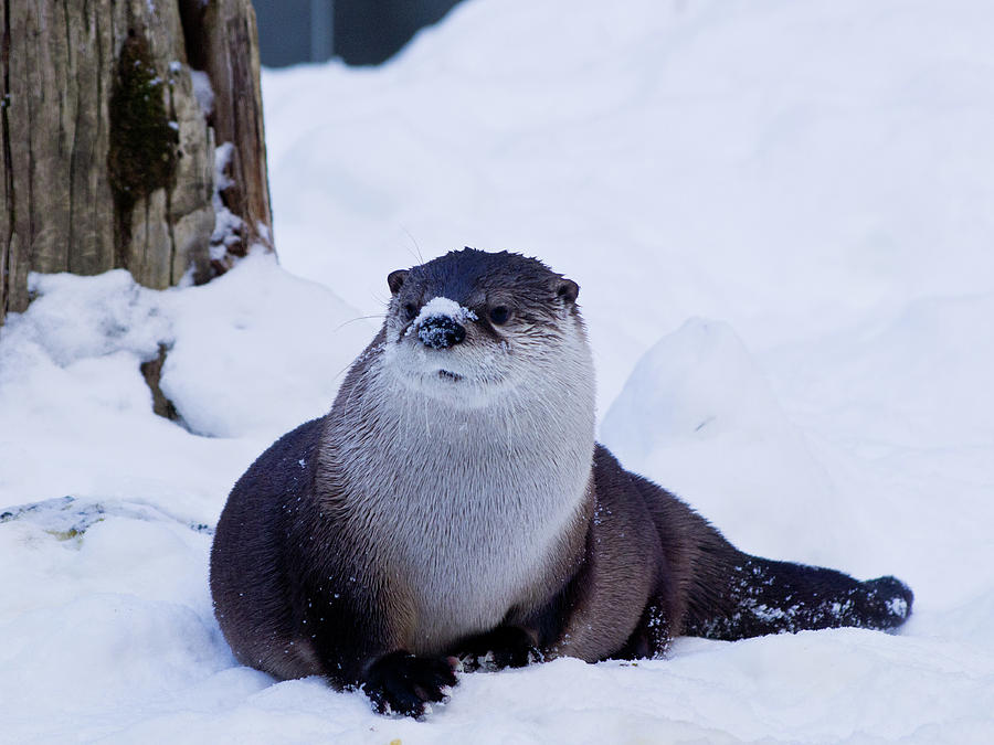 river-otter-in-snow-carolyn-waissman.jpg