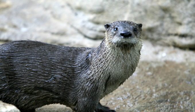 River-Otter-Texas-680x390.jpg