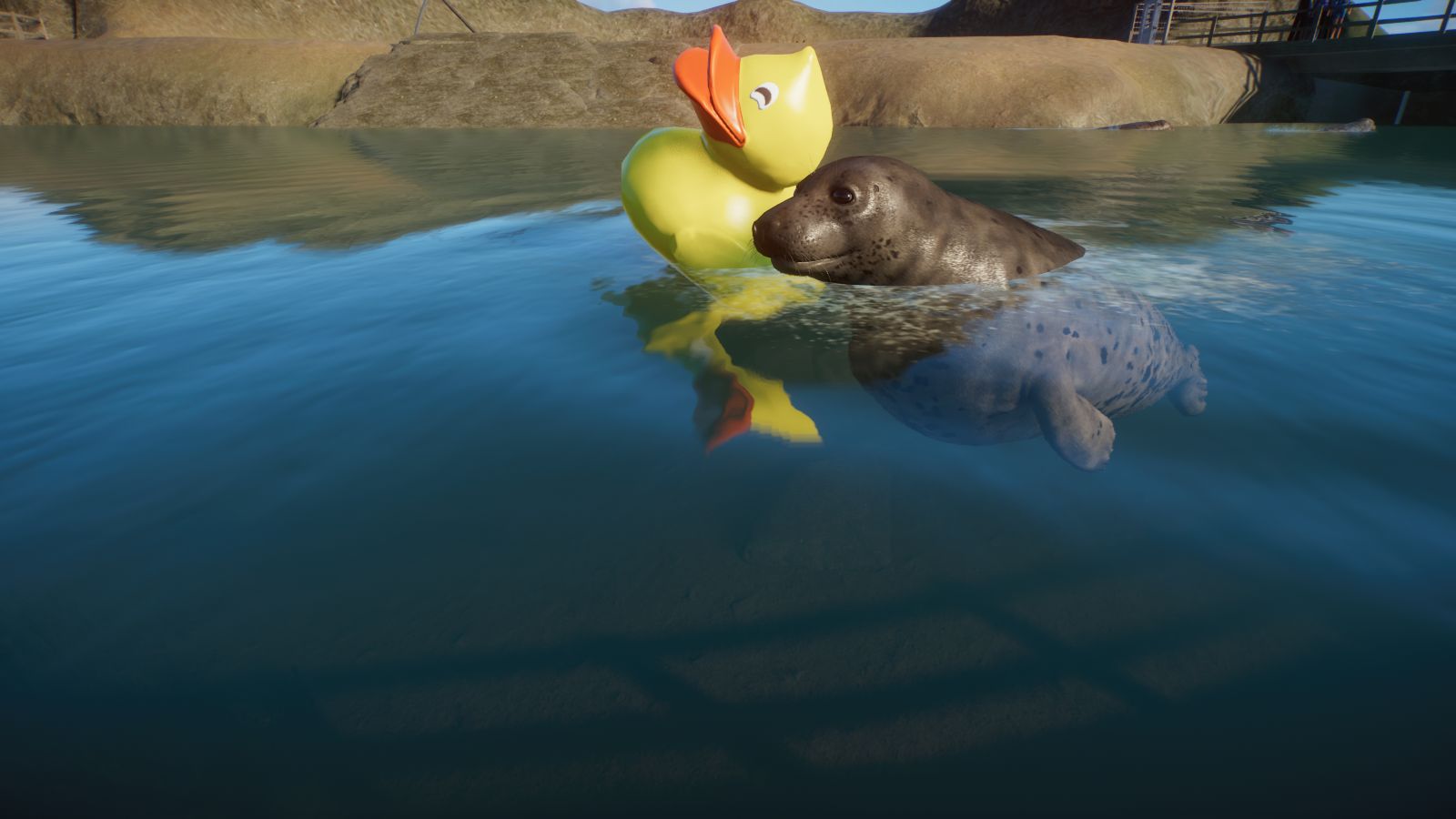 Robbe mit Ente.jpg