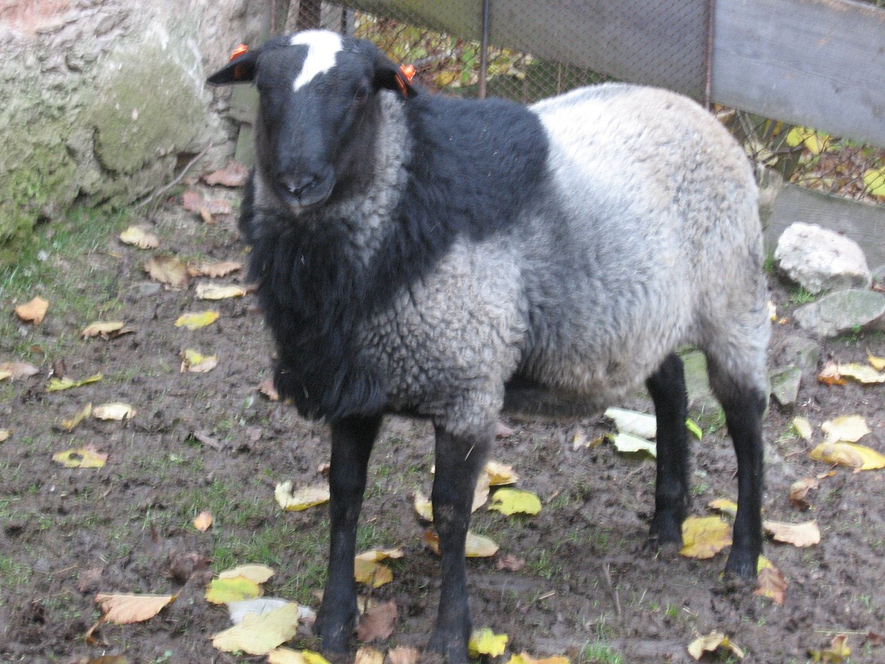 Romanov sheep.jpg