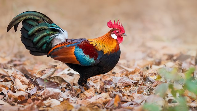 rooster.jpg