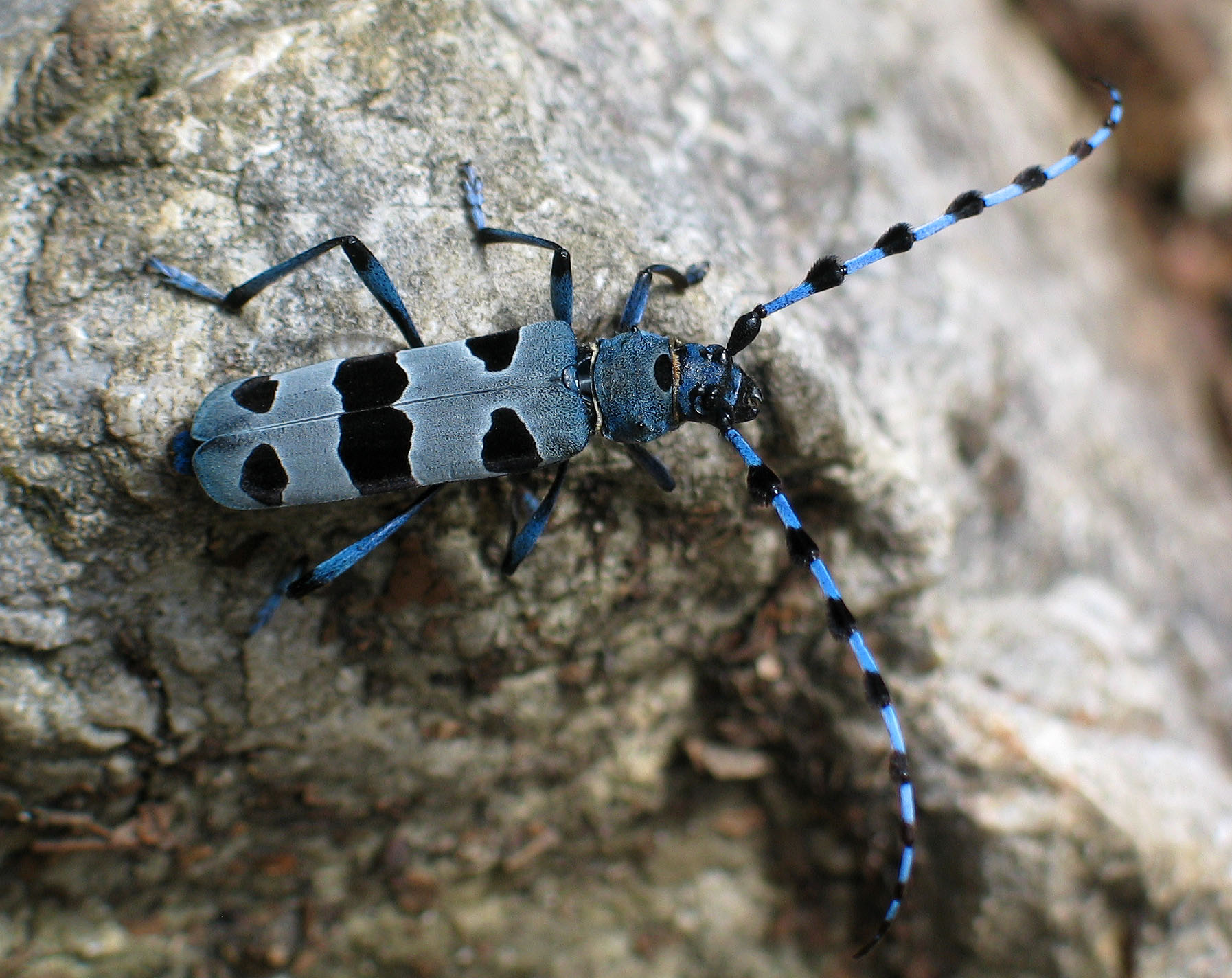 Rosalia_Alpina_(Alpenbock).jpg