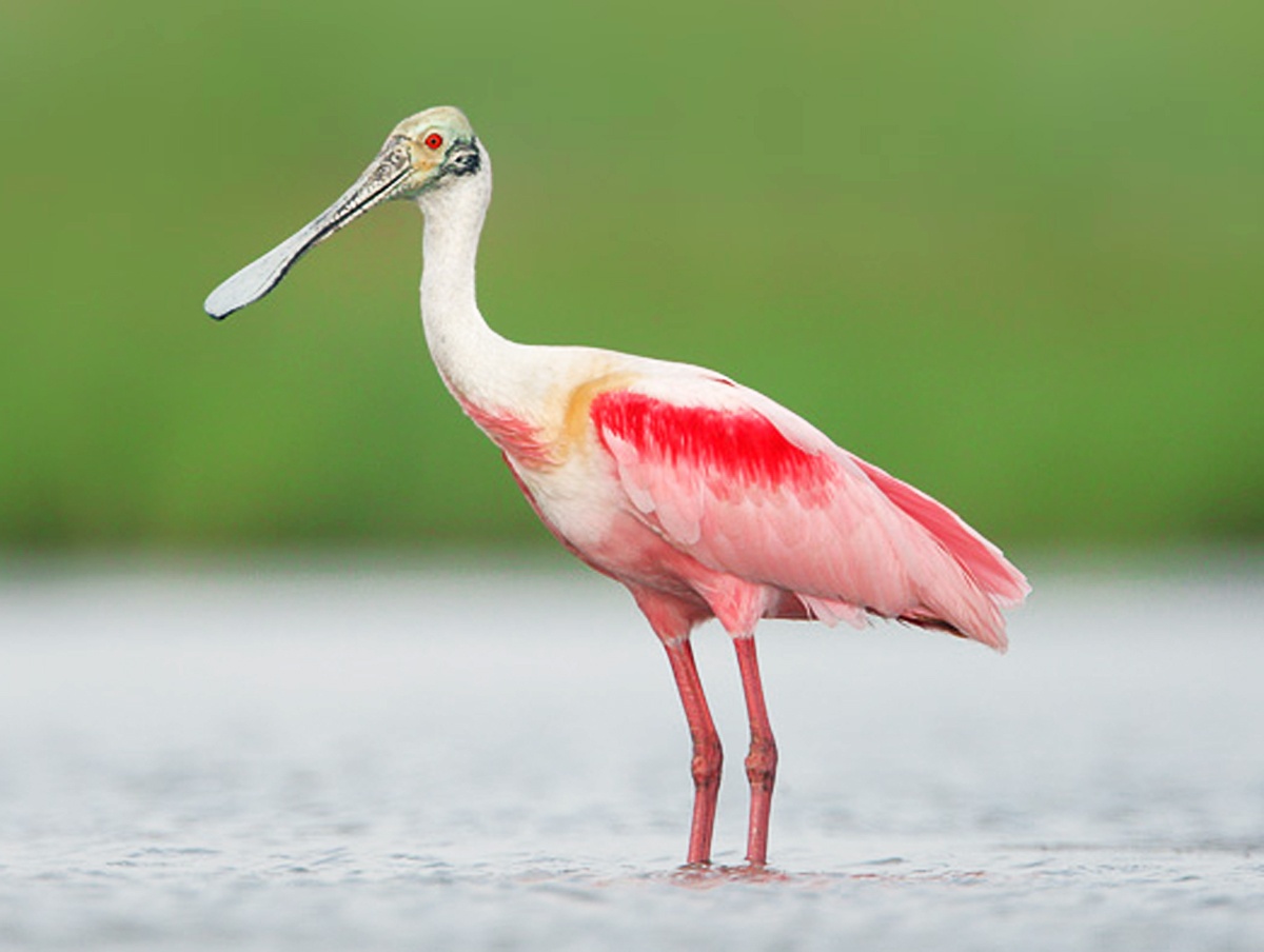 Roseate-spoonbill-2-3.jpg
